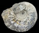 Wide Kosmoceras Ammonite - England #60302-1